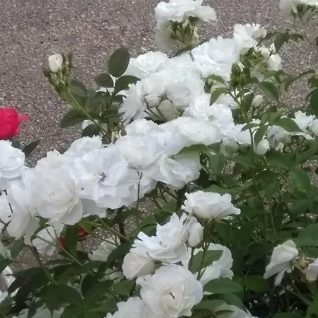 Apartamento App Lidia