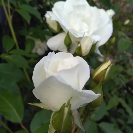 Apartamento App Lidia Grožnjan